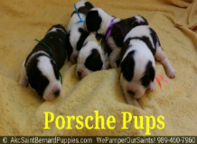 saint bernard puppies in michigan saint bernard puppies in michigan
