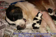 st. bernard puppies st. bernard puppies