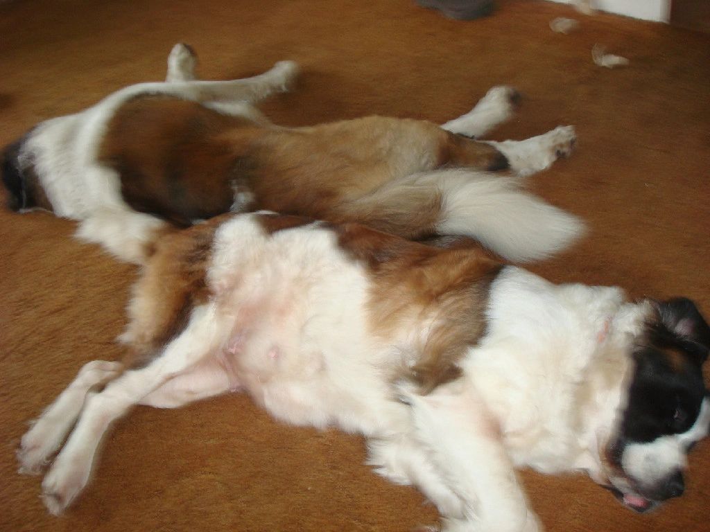 Week days list february valentine feb special valentines dates 2021 happy calendar lover check printable rose celebrate present help so Akc Saint Bernard - Making Puppies Calendar 989/460-7960