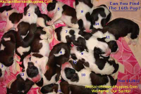 saint bernard puppies saint bernard puppies