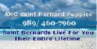 AKC SAINT BERNARD PUPPIES AKC SAINT BERNARD PUPPIES