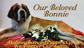 saint bernard puppies in michigan saint bernard puppies in michigan