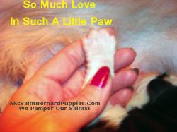 Akc Saint Bernard Puppies Akc Saint Bernard Puppies