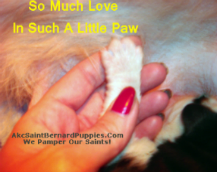 saint bernard puppies, saint bernard puppies in florida saint bernard puppies, saint bernard puppies in florida