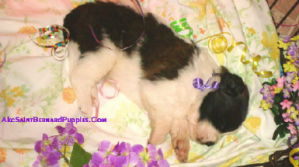 akc saint bernard puppies, http://www.akcsaintbernardpuppies.com akc saint bernard puppies, http://www.akcsaintbernardpuppies.com