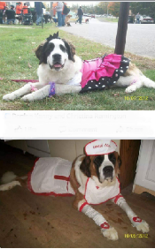 We Rock My Girl! Saint Bernard Puppies for sale We Rock My Girl! Saint Bernard Puppies for sale