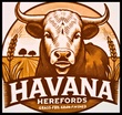 Havana Herefords