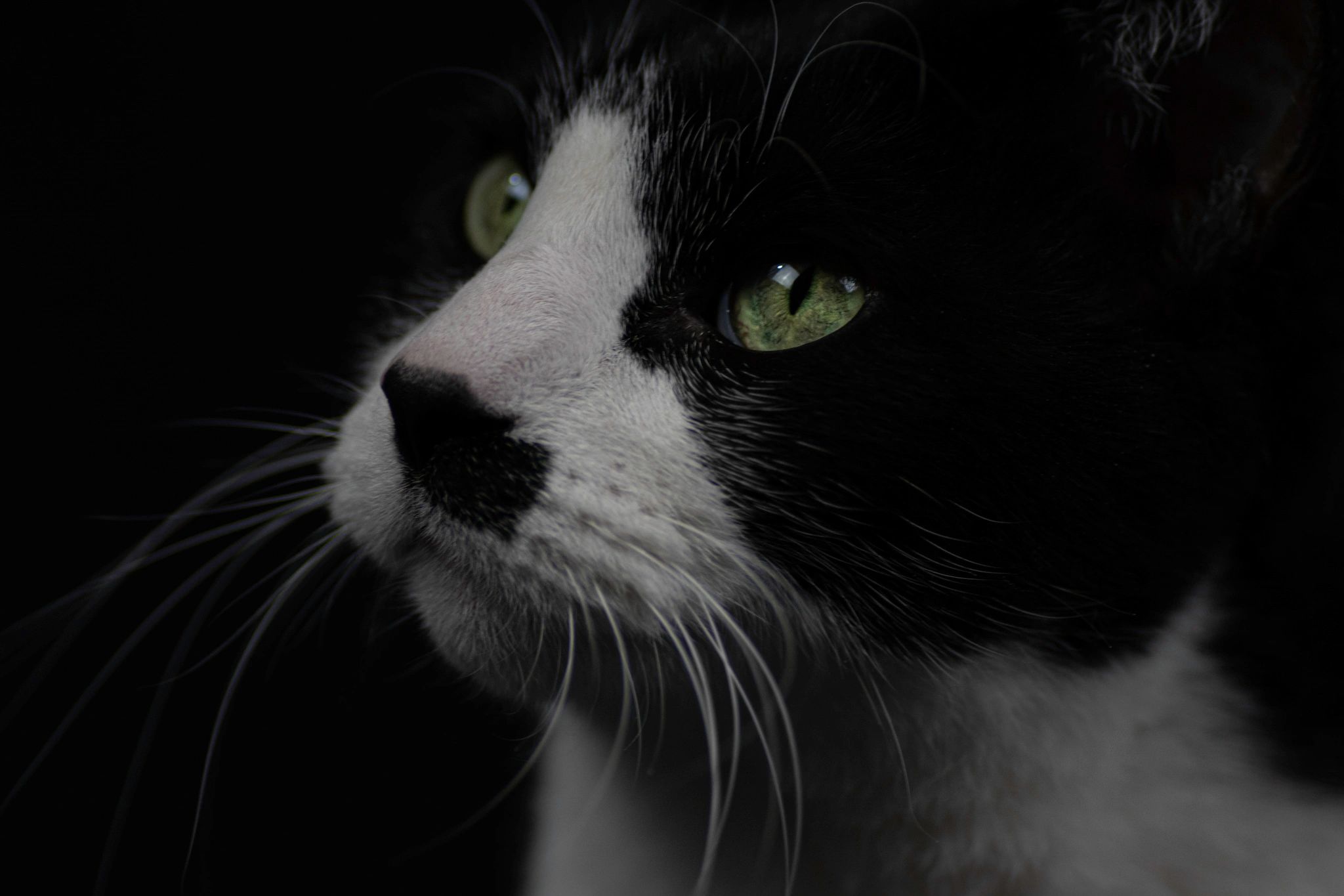 Portrait & animal photography