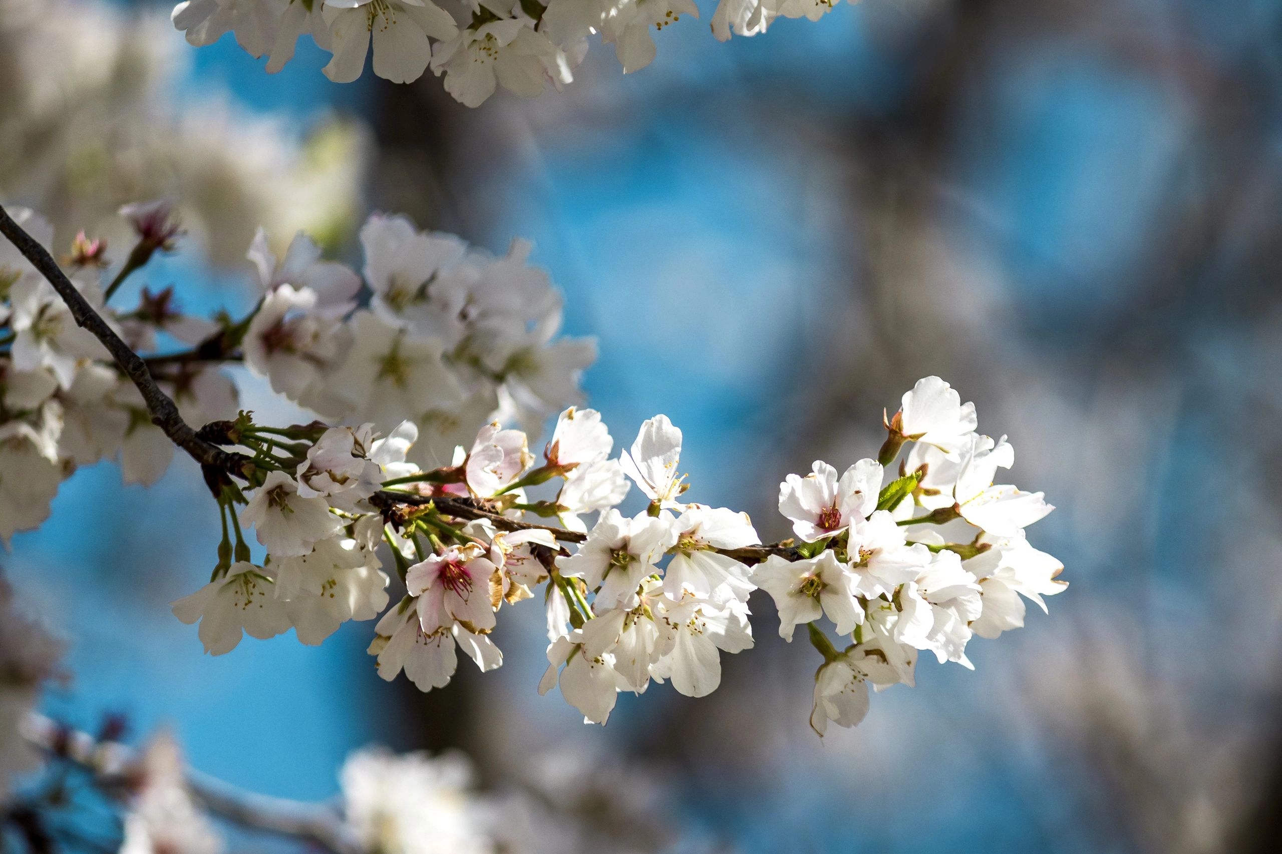Cherry blossoms with blue sky background