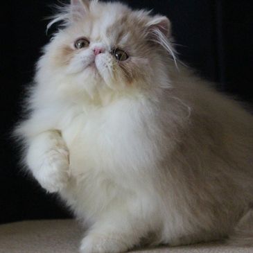 Persian Cat For Sale : Buy Persian Kittens Online At Best Price