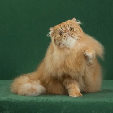 Persian Kittens For Sale Texas