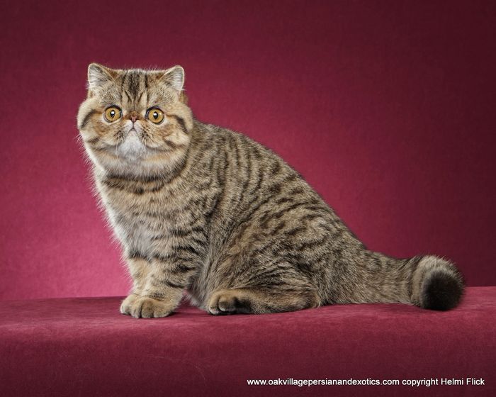Cat Breeds OakVillage Persians and Exotics