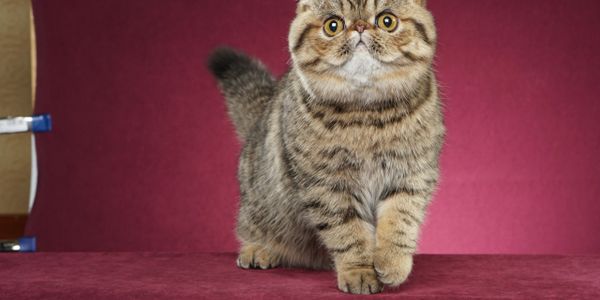  CFA Persian and Exotic Shorthair kittens for sale 	
Alaska Arizona California Colorado Hawaii Idaho
Montana Nevada New Mexico Oregon 