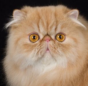 FA Persian and Exotic Shorthair kittens for sale Illinois  Indiana  Iowa  Kansas  Michigan  Minnesota  Missouri  Nebraska   North Dakota  Ohio  South Dakota  Wisconsin