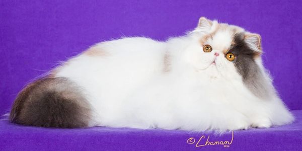 Persian Kittens For Sale Texas