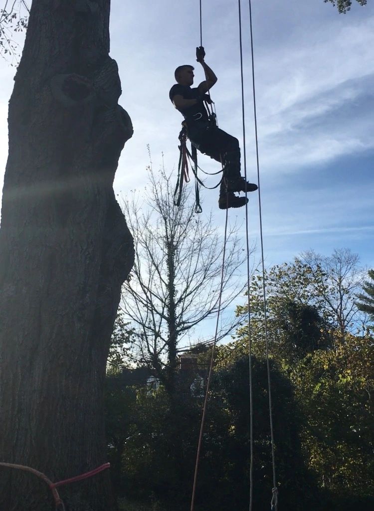 Some trees (such as this 54” oak) that are inaccessible to equipment have to be climbed 