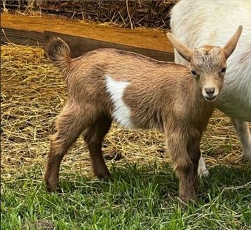 Buckling
DOB 4/6/24
Horned
Brown eyes
Ready to go: 6/3/24