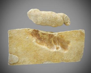 coprolite, fossil, wyoming, green river, eocene, Kemmerer, Poozeum, fish, poop, museum, 