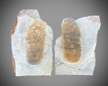 coprolite, fossil, wyoming, green river, eocene, Kemmerer, Poozeum, fish, poop, museum, 