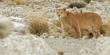 Oldest parasite DNA yet recorded found in prehistoric puma poo