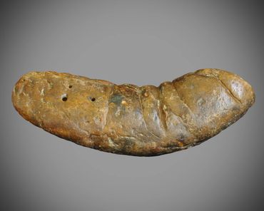 coprolite, dinosaur, poop, fossil, crocodile, Poozeum, alligator, south carolina, megalodon, shark,