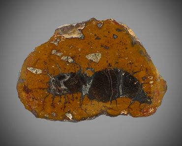 coprolite, inclusions, fossil, poozeum, fins, scales, teeth, bone, 