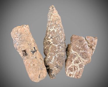 coprolite, inclusions, fossil, poozeum, fins, scales, teeth, bone, 