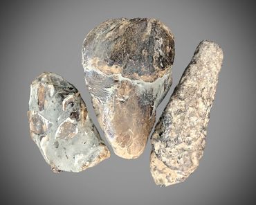 coprolite, inclusions, fossil, poozeum, fins, scales, teeth, bone, 