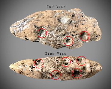 coprolite, bite mark, feeding traces, dinosaur poop, lyme regis, england, dinosaur, poop, inclusions