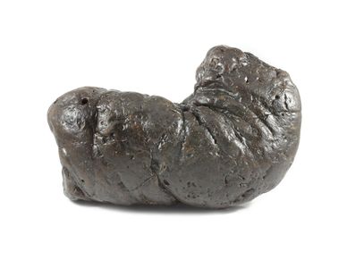 Coprolites - Information and Photos