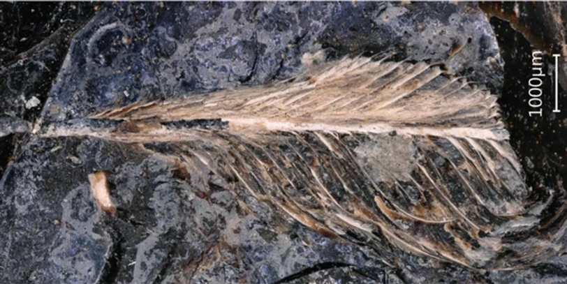 Feather in dinosaur poop