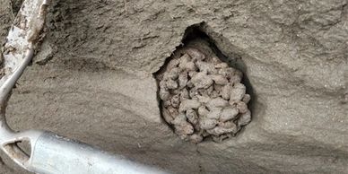 700,000-year-old squirrel poop helps scientist recreate an ancient world