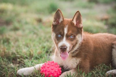 Red and white male Siberian Husky puppy