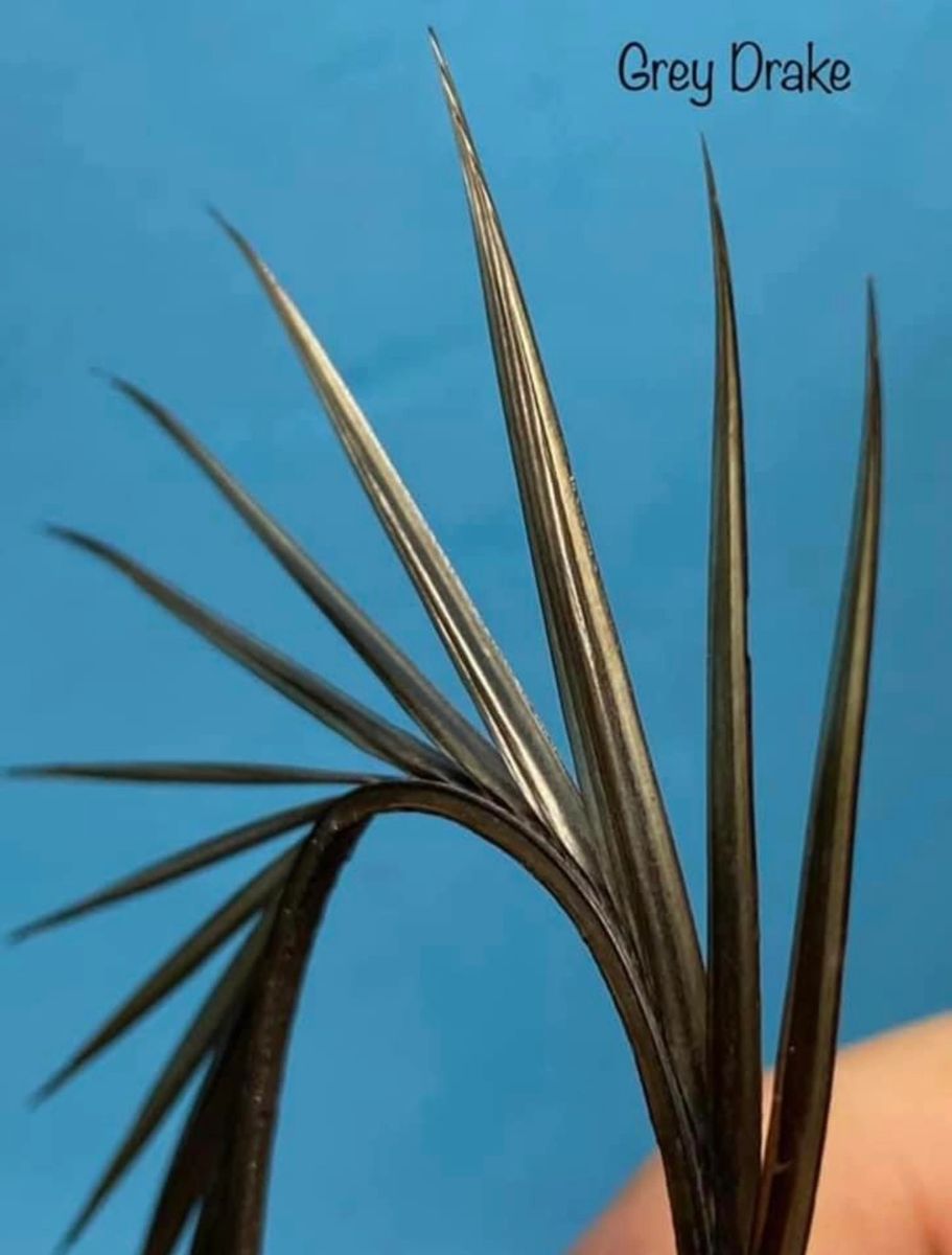 Magpie Materials Wild Turkey Biots