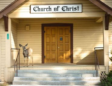 Midvale Church of Christ front door with deer standing on porch