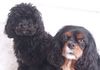 Belle Cavalier King Charles and Miette Cavipoo