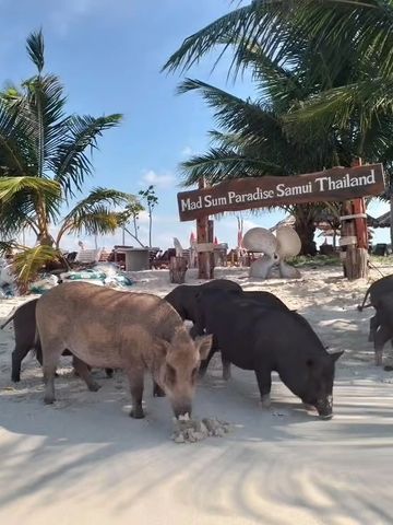 Wild pigs on a tropical beach in Thailand.