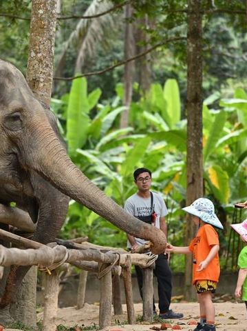 Child feeding an elephant in a forest park.