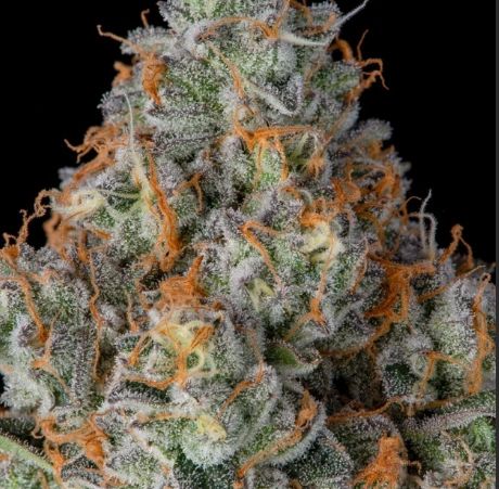 Toasted Tuesday