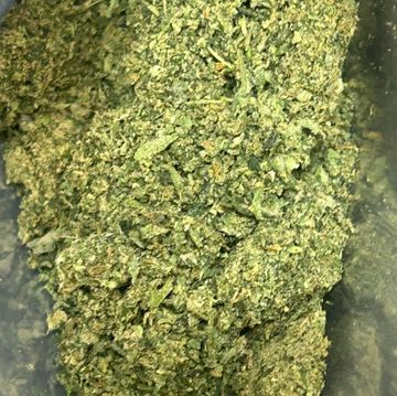 Close-up of finely ground green plant material in a container.