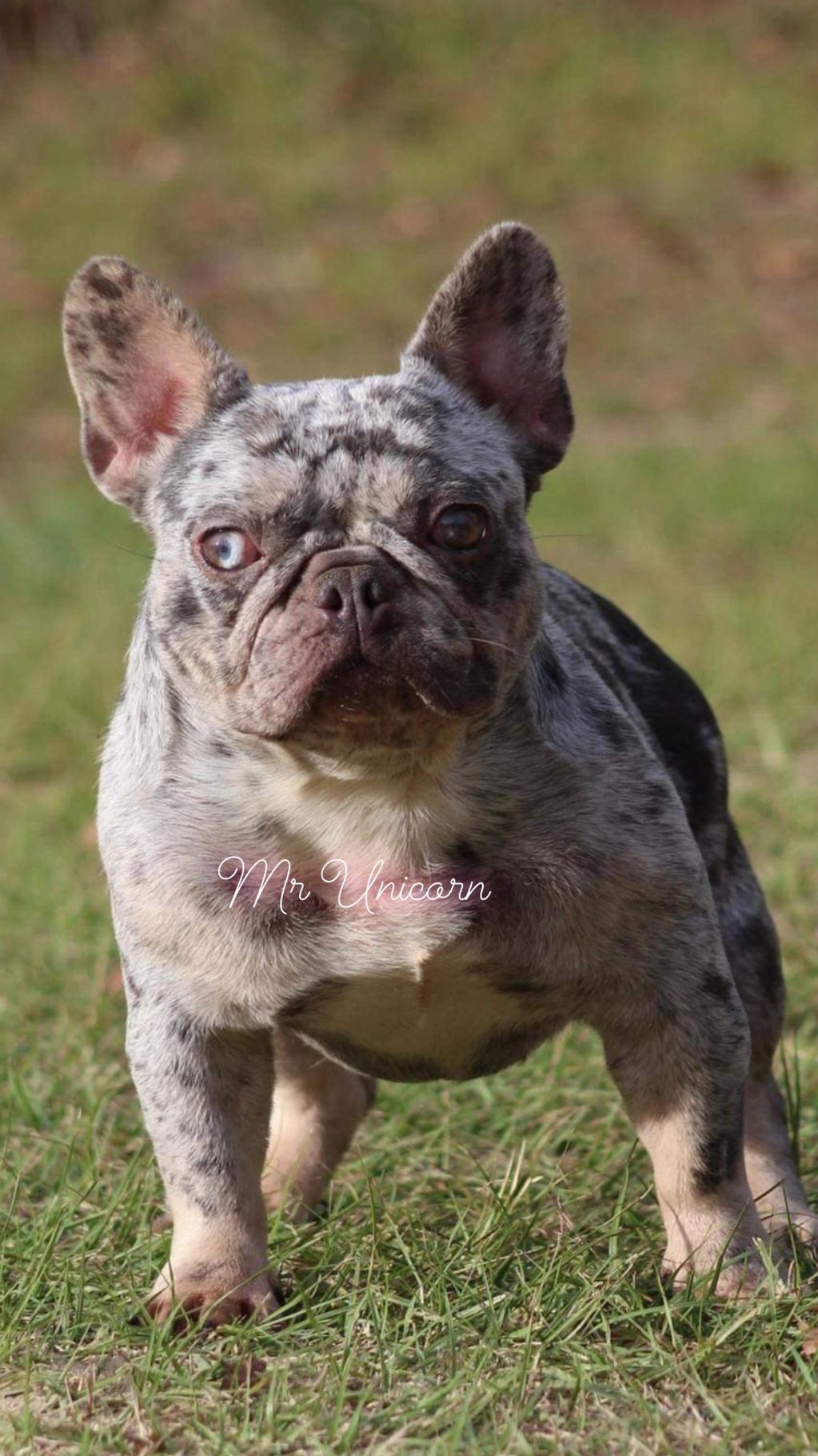 Unicorn blood proud to announce our studs.
black, lilac, tan, brown, etc.  Blue Merle French Bulldogs are rare and quite expensive.