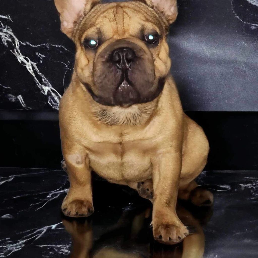 Legend big rope French bulldog  chocolate,blue,coco 
Legend is ready to work 