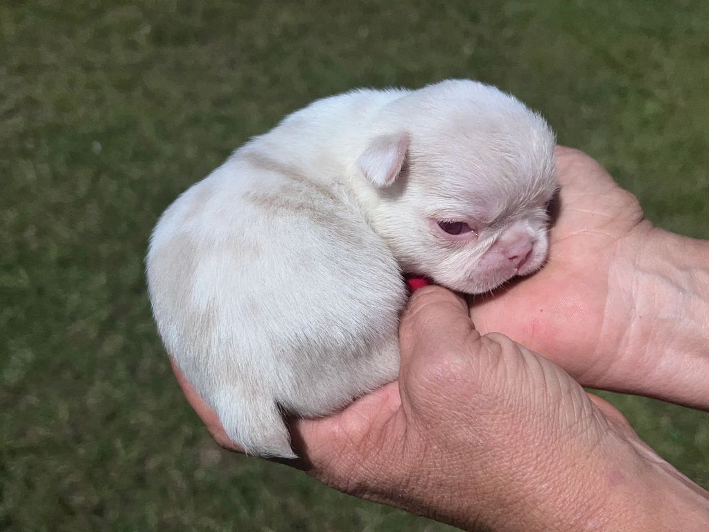 Pink Merle French bulldog 
Pink fluffy Merle French bulldog puppy forsale unicorn blood 