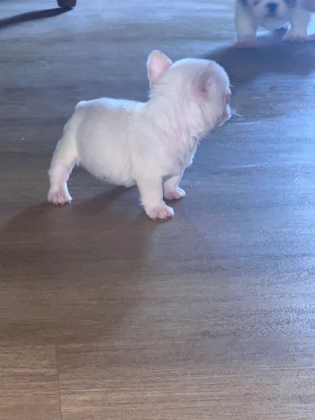 Pink fluffy puppy for sale pink frenchie for sale unicorn blood 