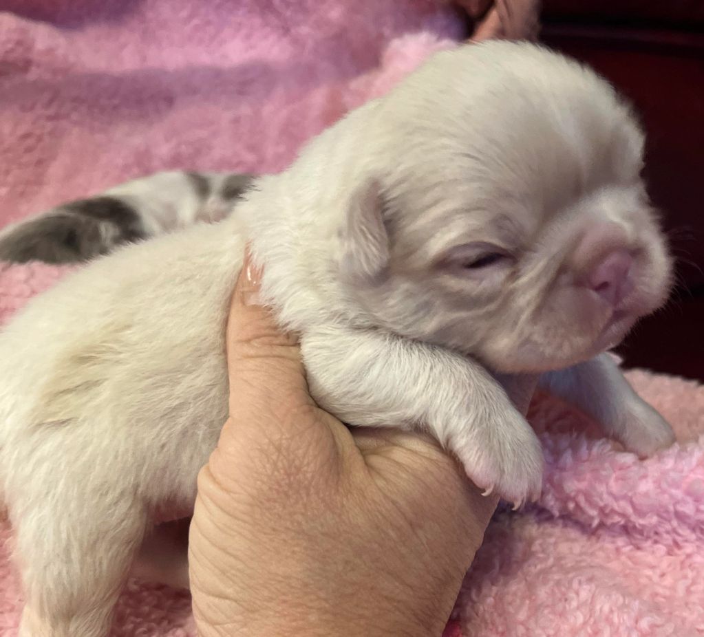 We specialize in breeding pink Fluffy French Bulldog puppies pink fluffy French Bulldog puppy 