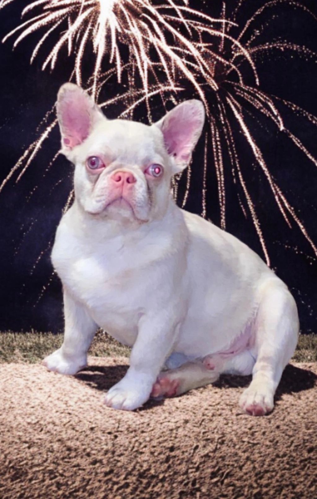 Rare pink French bulldog . Pink fluffy pink puppies 
