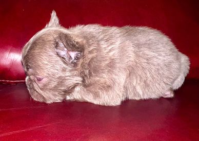 Isabella fluffy French bulldog new shade 