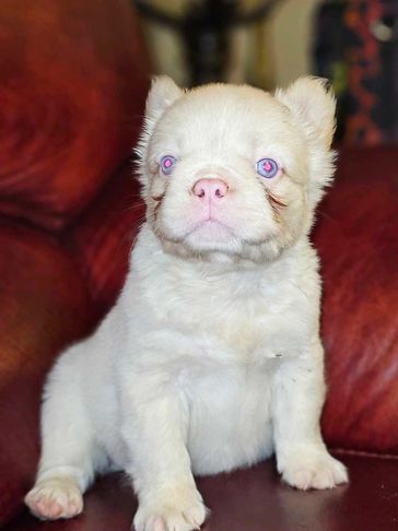 Pink French bulldog , pink fluffy French bulldog ,micro Merle Frenchie best pink