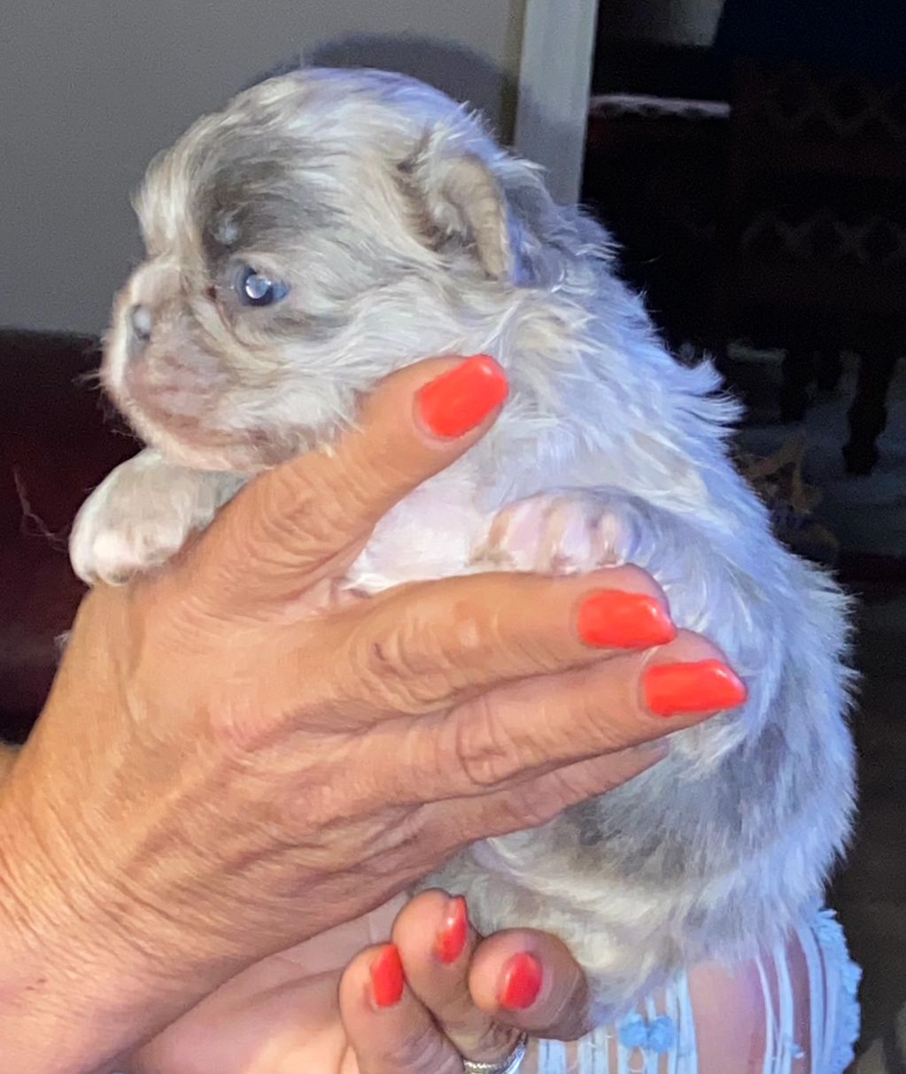 Merle French Bulldog puppy for sale is the blue Merle Frenchie.  A Blue Merle French bulldog for sale 