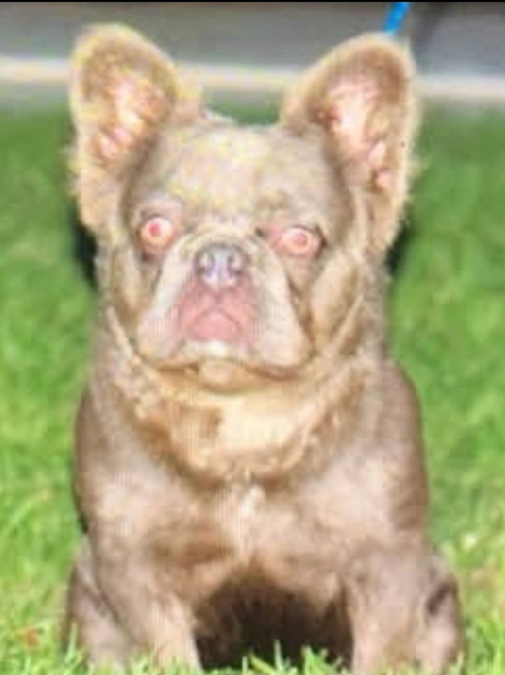 Isabella fluffy French bulldog stud. Isabella tan frenchie puppy, new shade Isabella, 